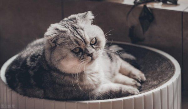 免疫力差的猫咪如何提升免疫力？