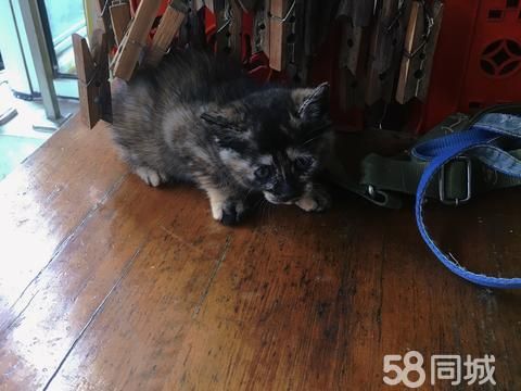 衢州宠物赠送/领养·衢州常山县有需要小理花的么一个月大