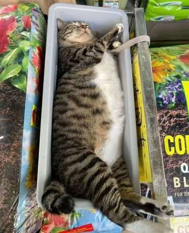 猫猫睡觉还不忘守摊