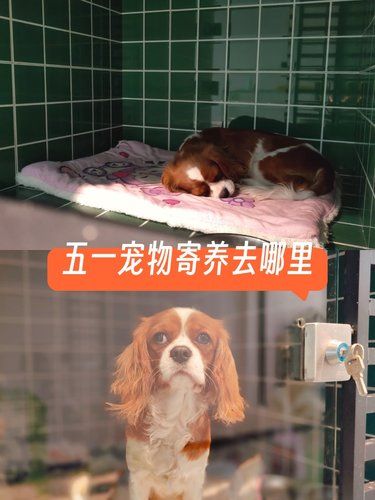 五一假期出去玩，家里小家伙怎么办？