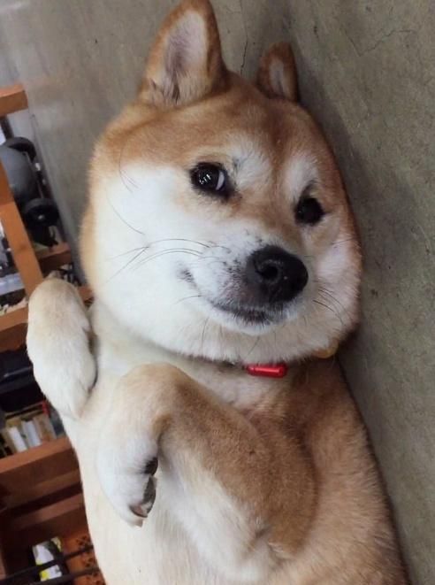 虽然是日本的狗狗，却深受狗友喜爱！