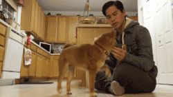 虽然是日本的狗狗，却深受狗友喜爱！