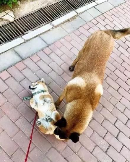 虽然是日本的狗狗，却深受狗友喜爱！