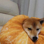 虽然是日本的狗狗，却深受狗友喜爱！