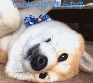 虽然是日本的狗狗，却深受狗友喜爱！