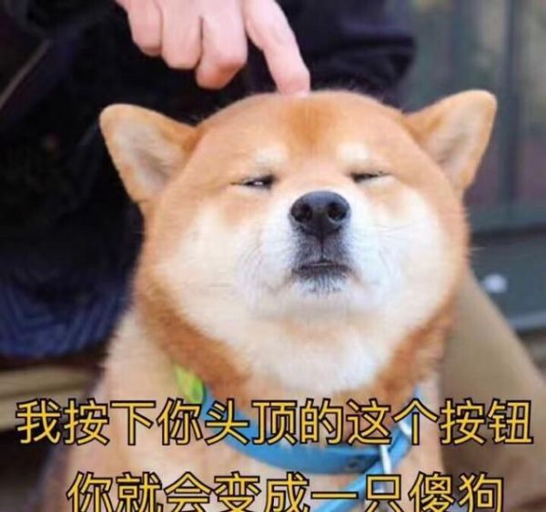 虽然是日本的狗狗，却深受狗友喜爱！