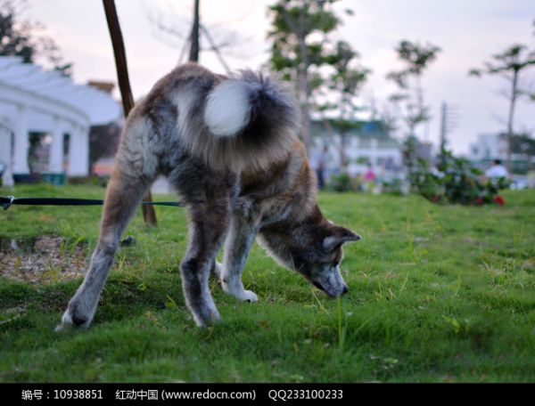日系秋田犬宠物图片