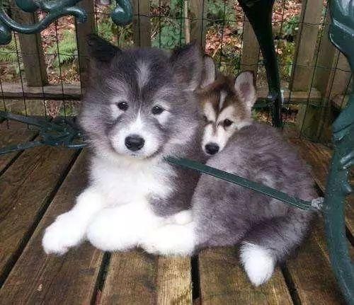 最受日本人喜爱的五大犬种