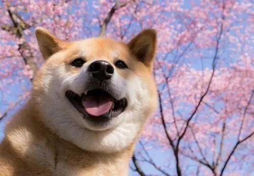最受日本人喜爱的五大犬种