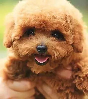 最受日本人喜爱的五大犬种