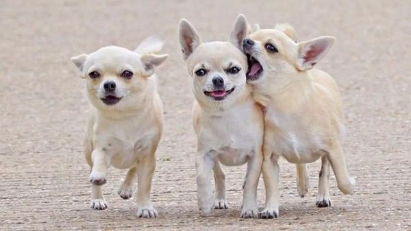 最受日本人喜爱的五大犬种