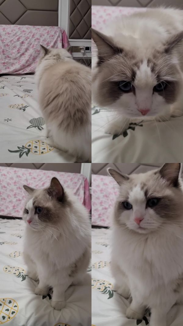 宠物猫布偶猫猫咪猫孩子宠物萌宠仙女
