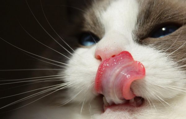 神秘的布娃娃猫:解锁布偶猫学名及独特之处