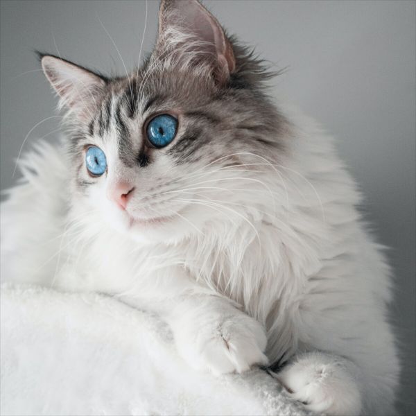 神秘的布娃娃猫:解锁布偶猫学名及独特之处
