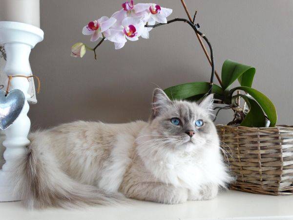 神秘的布娃娃猫:解锁布偶猫学名及独特之处