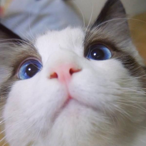 为什么要养一只布偶猫？除了美貌之外，它的优点还有一箩筐