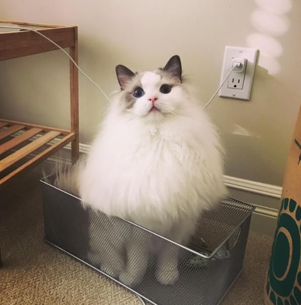 为什么要养一只布偶猫？除了美貌之外，它的优点还有一箩筐