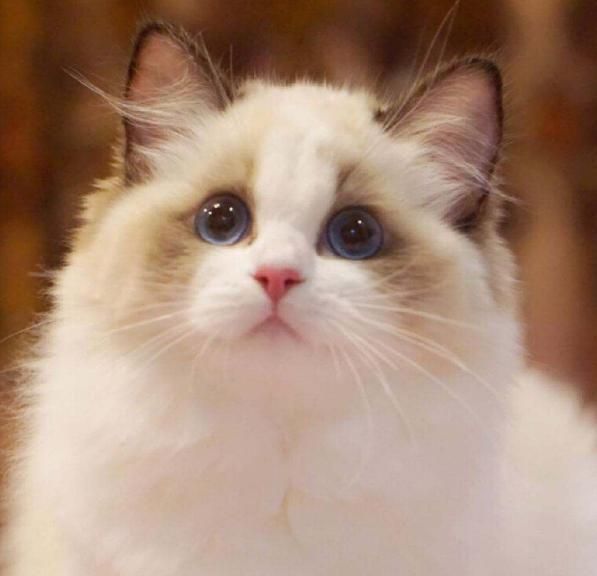 为什么要养一只布偶猫？除了美貌之外，它的优点还有一箩筐