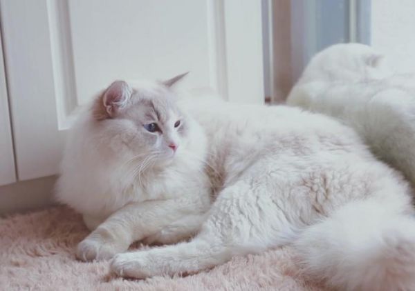 为什么要养一只布偶猫？除了美貌之外，它的优点还有一箩筐