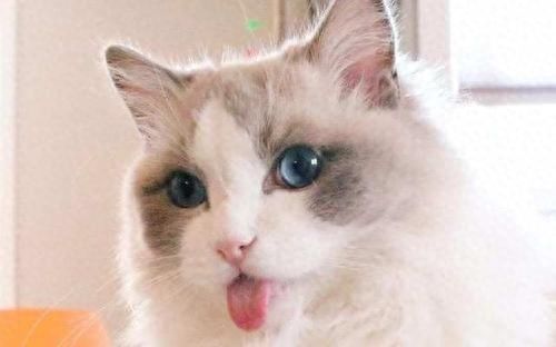 猫咪百科之布偶猫