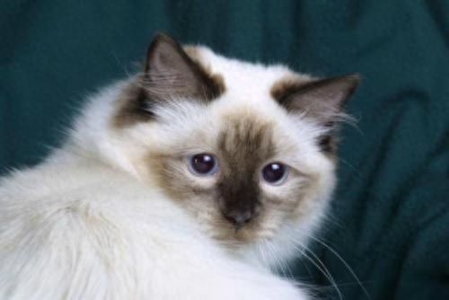 猫咪百科之布偶猫