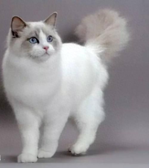 猫咪百科之布偶猫