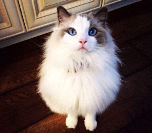 猫咪百科之布偶猫