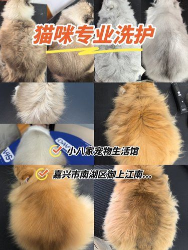 猫咪专业洗护享受时光