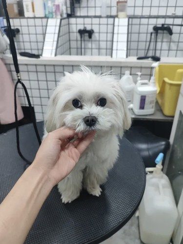 带咱家“毛孩子”洗澡啦，这小家伙又要变香香咯