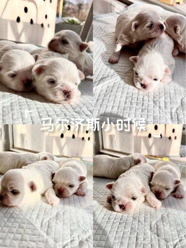 马尔济斯小时候