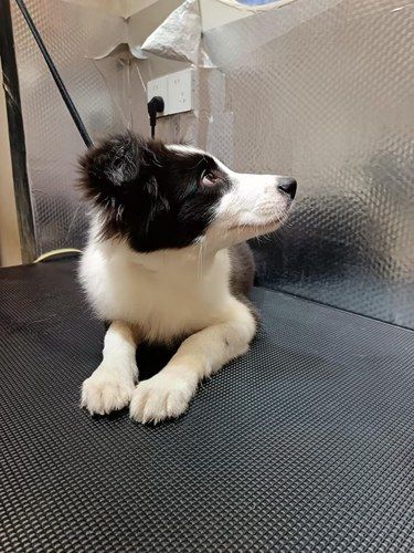 你们家狗多少天开始发臭？