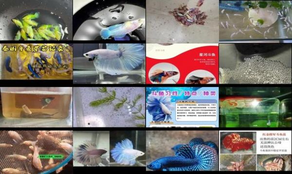 泰国斗鱼苗多大开始洗色