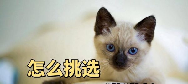 暹罗猫每日猫粮摄入量标准是什么？如何判断？