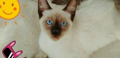 4个月的暹罗猫多大？暹罗猫的体重和体型标准是什么？