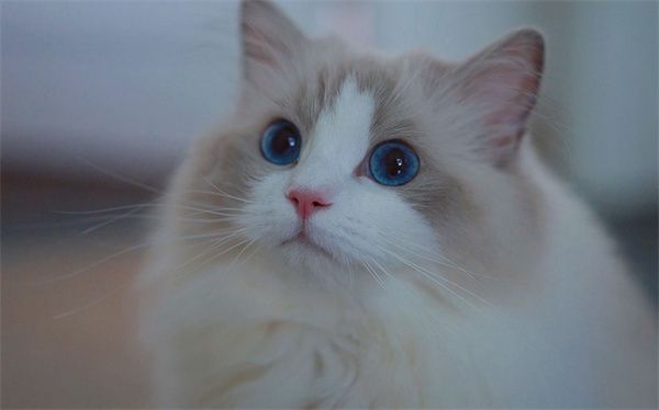 深圳龙岗区暹罗猫在哪里!深圳暹罗猫最便宜什么价钱?