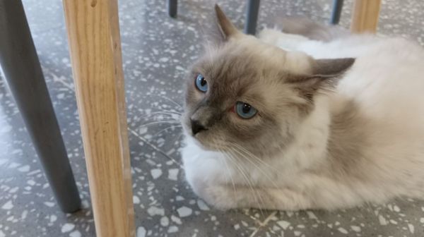 深圳有哪些店在卖1900元以内的暹罗猫,深圳福田区特价的暹罗猫