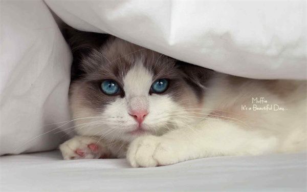 深圳暹罗猫普通价钱?深圳龙岗区暹罗猫哪里有专卖店
