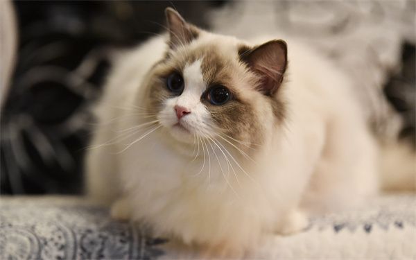 深圳短腿暹罗猫,包纯种