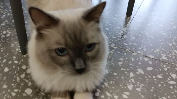 深圳1000以下的暹罗猫出售最新-深圳哪里可以买暹罗猫