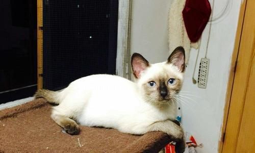 10个月暹罗猫吃什么？暹罗猫幼猫的饮食安排是什么？