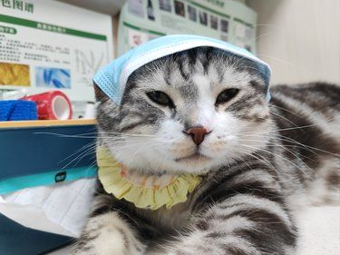 【神仙宠物医生！实名安利鹏城爱心医院甘医