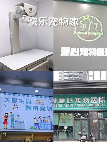 小猫咪的健康守护者!这家宠物医院太赞了!