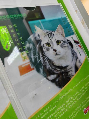 五星好评，鹏城爱心宠物医院真是毛孩子的安心港