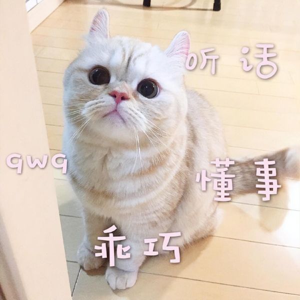 猫咪真的很笨吗?其实很多人都它们了!