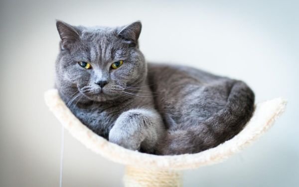 猫咪真的很笨吗?其实很多人都它们了!