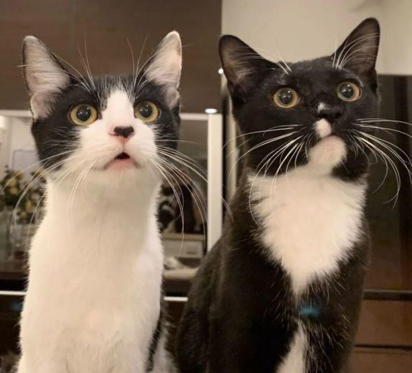 猫咪真的很笨吗?其实很多人都它们了!
