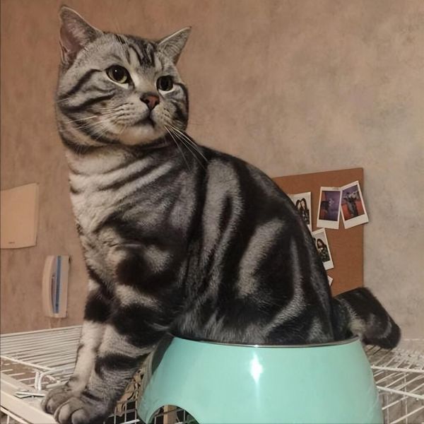 猫咪真的很笨吗?其实很多人都它们了!