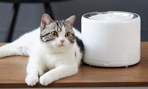 宠物椰奶，猫可适量饮用