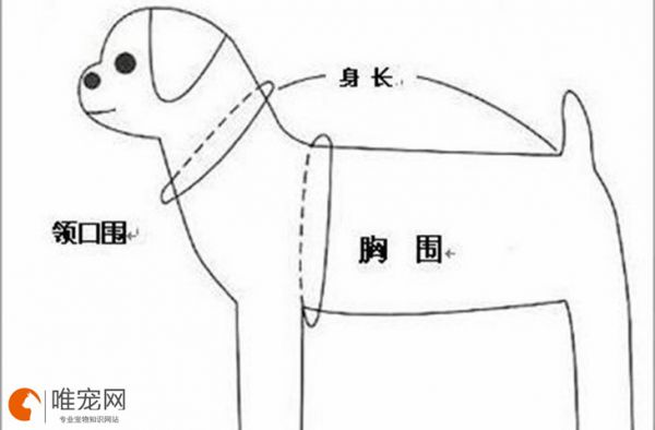 狗狗三围测量图解 最正确的测量方法