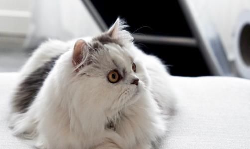 宠物猫
